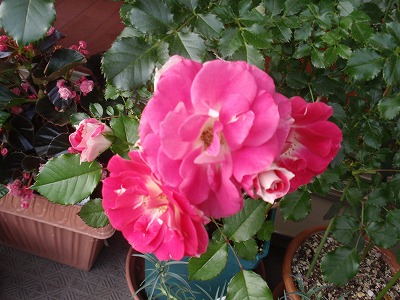 P5310002.jpg