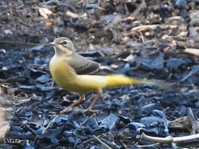 キセキレイ2024年10月13日