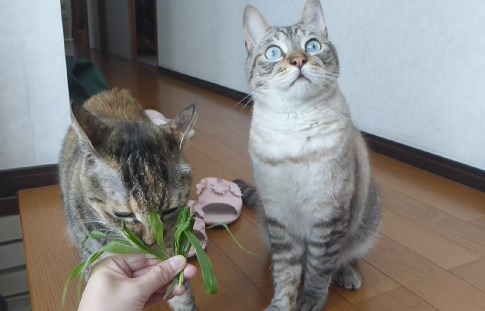 ロクポン7
