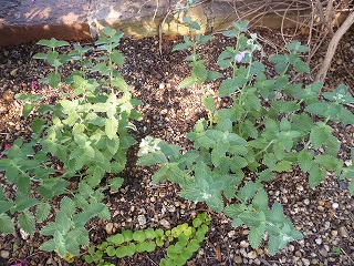 P1200505ss.jpg