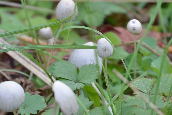 修善寺自然公園もみじ林