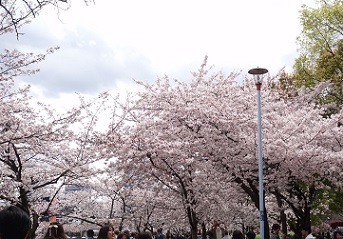桜３.jpg