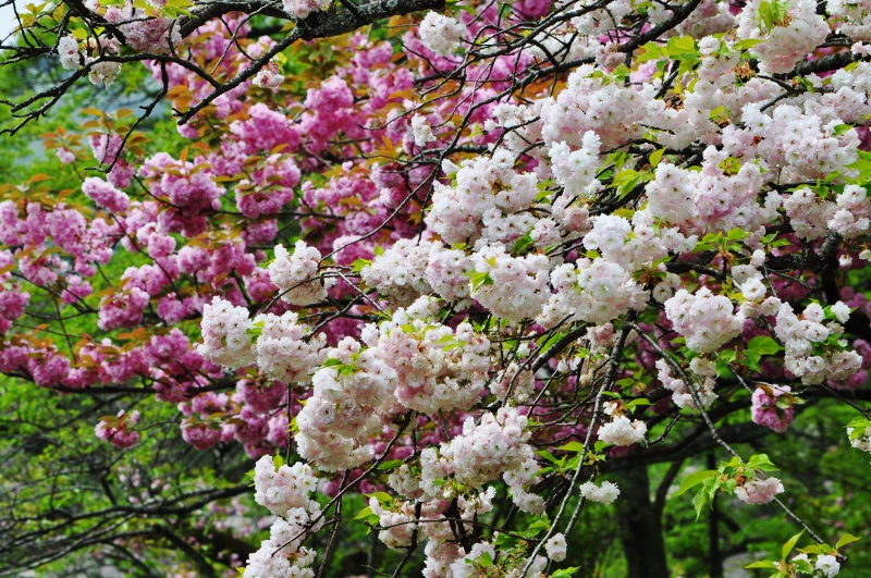 E・紅白の八重桜.jpg