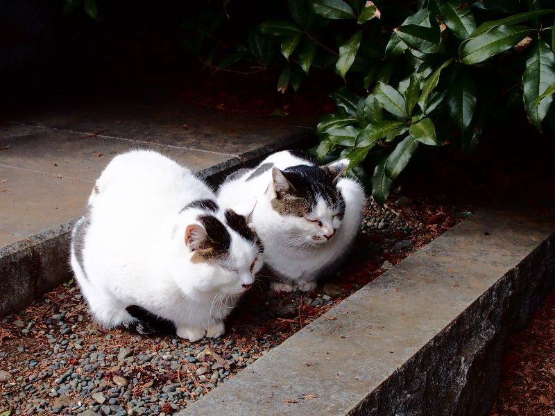 護国寺の猫と雑司ヶ谷霊園の猫 Tinta Verde 楽天ブログ