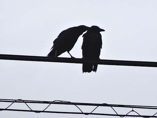 crow2.jpg