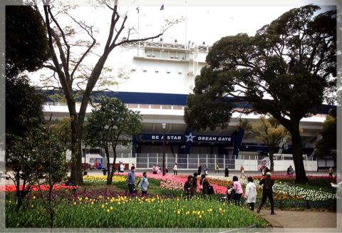 横浜公園のチューリップ