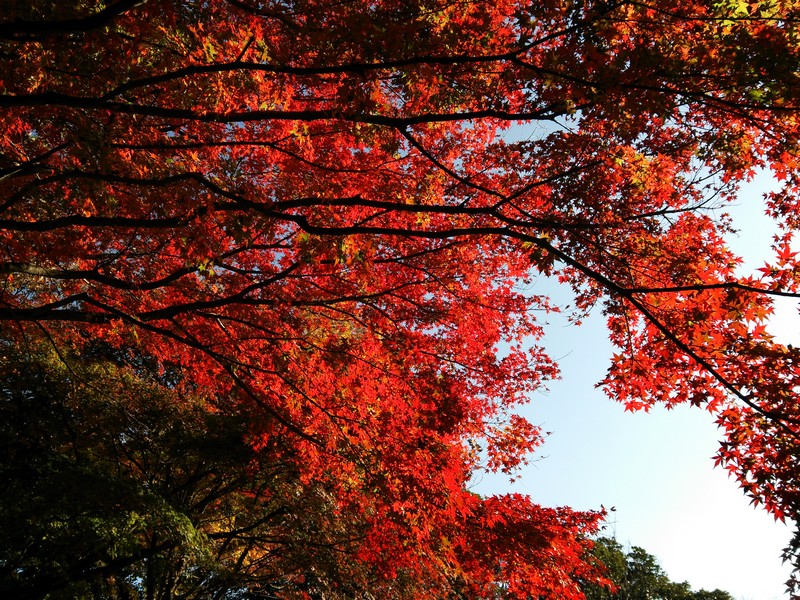 2013紅葉02.jpg
