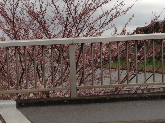 川沿いの桜.JPG