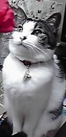 ラブ小