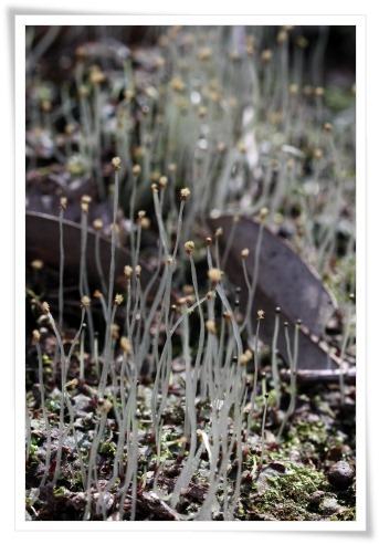 樹木公園-12 コケの胞子嚢-1 14.4.2