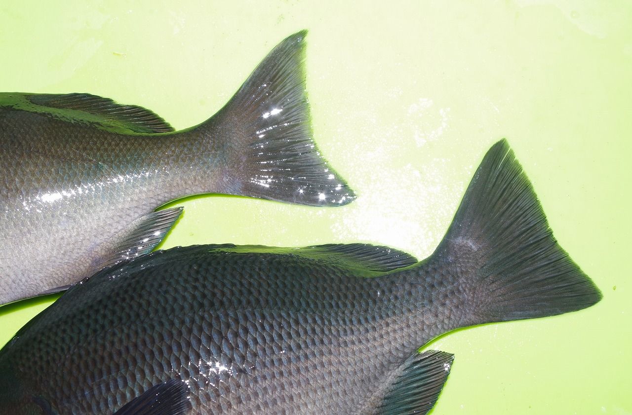 釣り師と釣り人のはざ間でコッパグレを釣る 雨釣の釣り日記 楽天ブログ