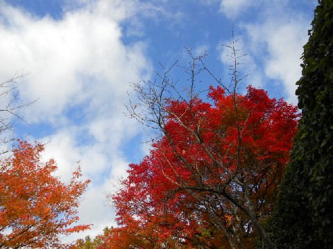 2012-11 龍安寺庭園の紅葉.jpg