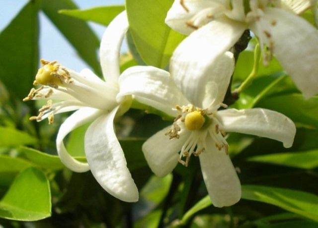 蜜柑の花 花と蕎麦とリハビリと 楽天ブログ 蜜柑の花 花と蕎麦とリハビリと 楽天ブログ