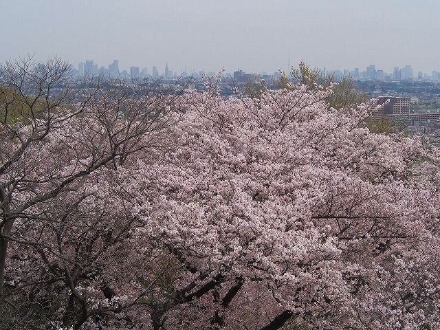 ２０１７年の桜 麻生川 生田緑地 七輪な生活 そして 東京の自然 楽天ブログ