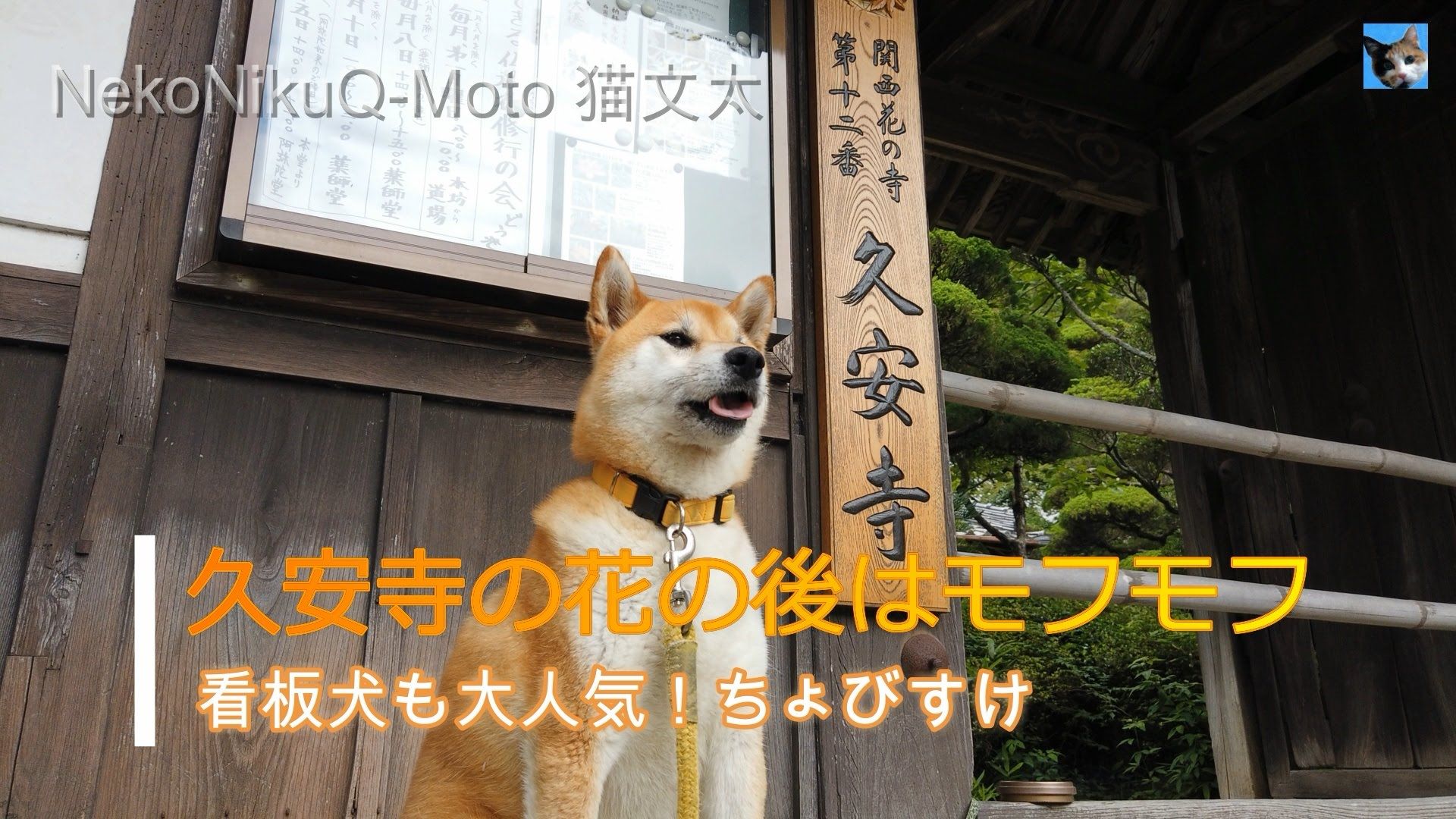 久安寺の看板犬 柴犬 ちょびすけ モフモフ大人気 Japan Dog Shiba Inu Shiba Dog 猫文太の Youtube動画 インスタ更新 その他つぶやきブログ 楽天ブログ