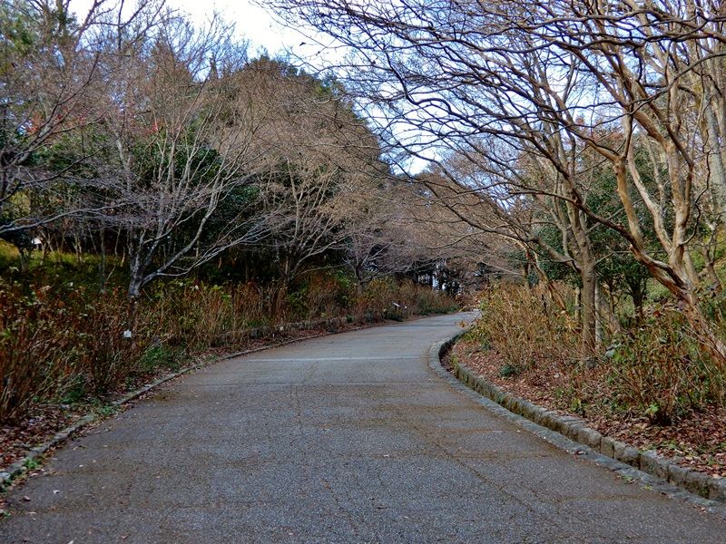 あじさい坂6