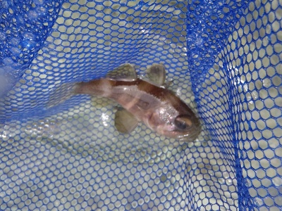 沖縄磯採集2013年5月下旬38　カクレイシモチ（Apogon fraxineus）のオスの口内保育