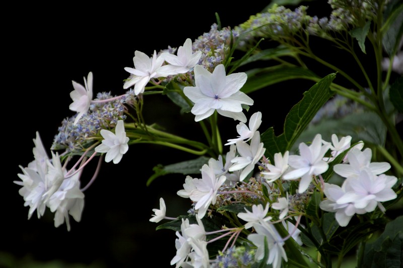中千本公園の紫陽花_07.jpg