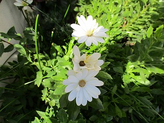 IMG_0632ss.jpg