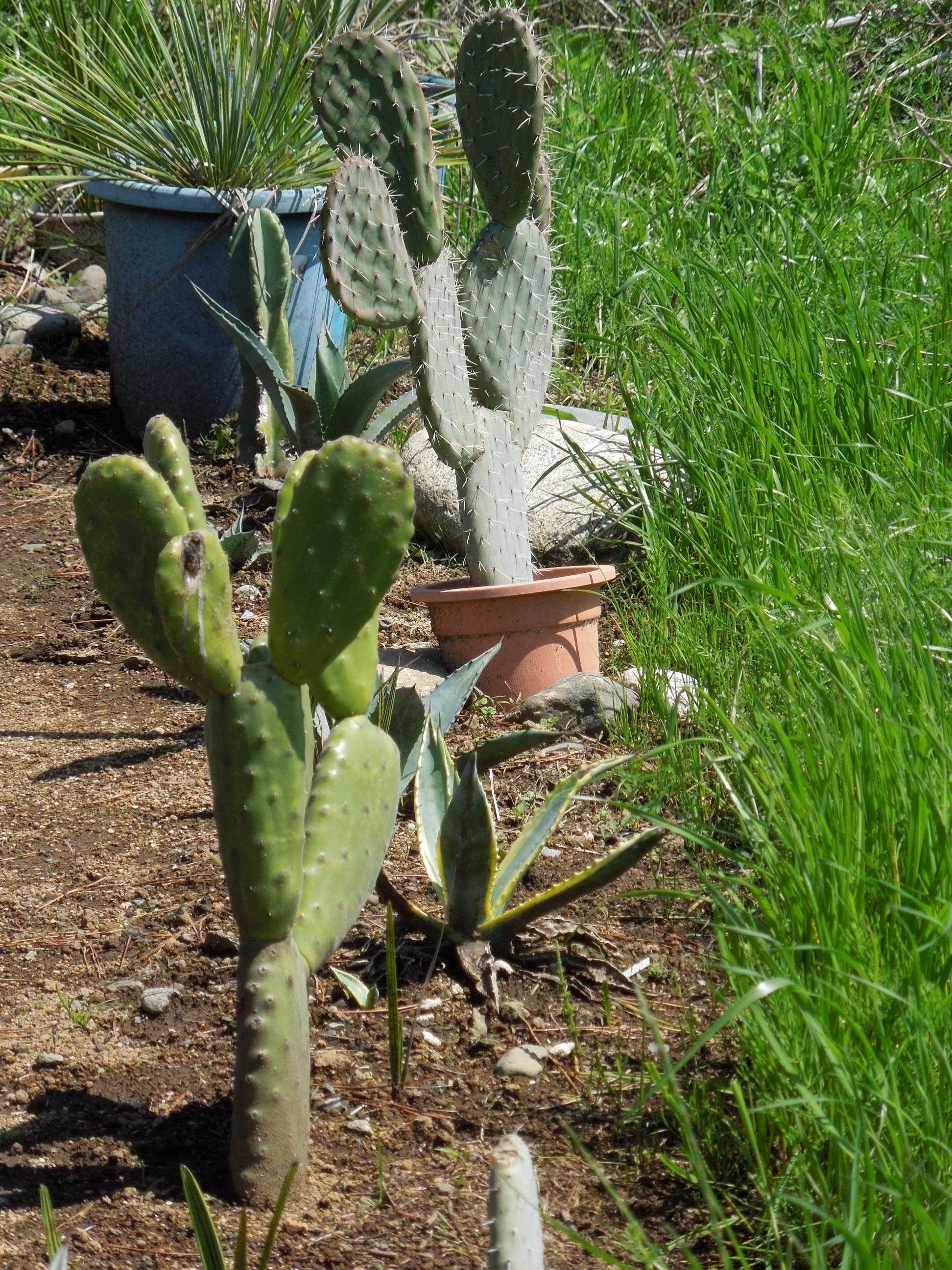 opuntia 'long spine clone’ オプンチア サボテン 多肉 opuntia 'long spine clone' オプンチア サボテン 多肉