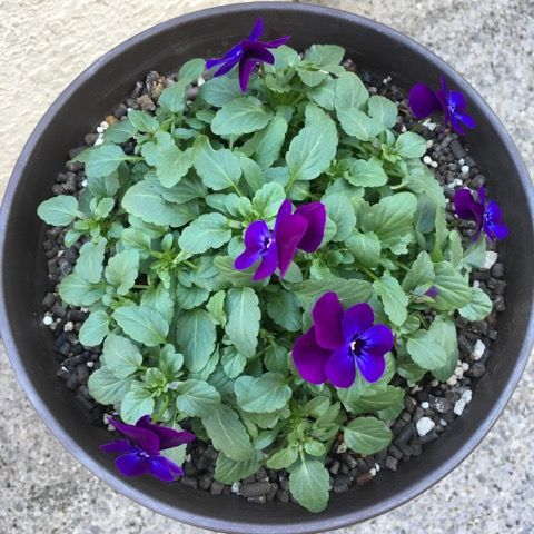 ビオラ パンジー 花いっぱい咲かせたい 楽天ブログ ビオラ パンジー 花いっぱい咲かせたい 楽天ブログ