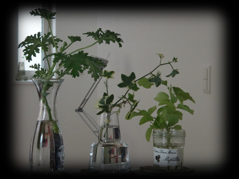 植物.jpg