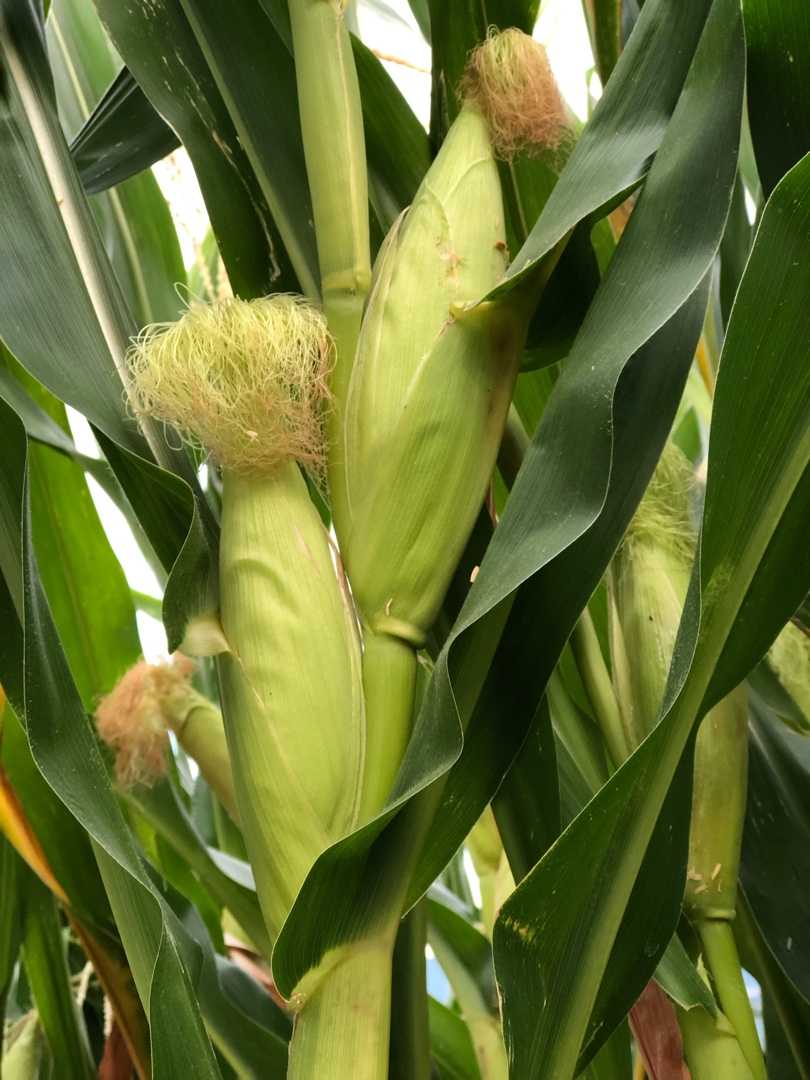 もちとうもろこし収穫 菜園暮らし庭の花 楽天ブログ