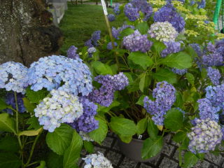 DSCN1128.JPG