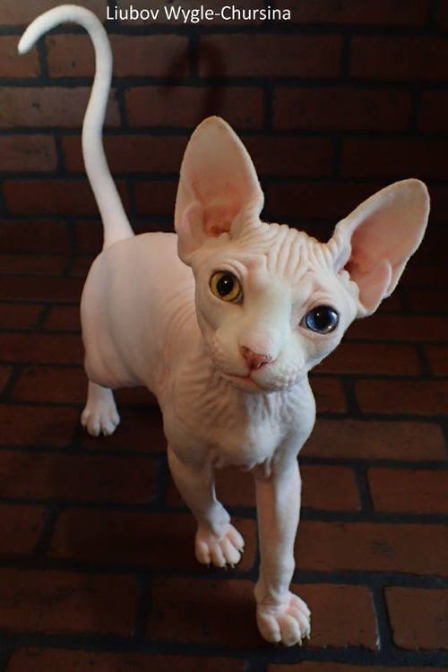 Sphinx cat by Liubov Wygle-Chursina