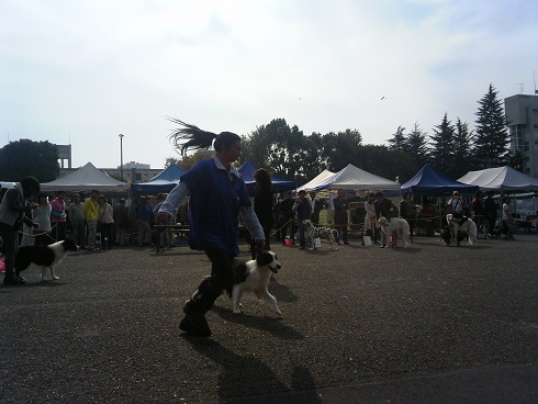 犬の品評会2