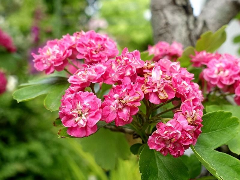 5月11日 今日の一花 セイヨウサンザシ 西洋山査子 Gazengamaのブログ 散歩中に出合った花と趣味の陶芸作品 楽天ブログ