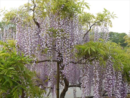 蓮華寺池公園　藤の花