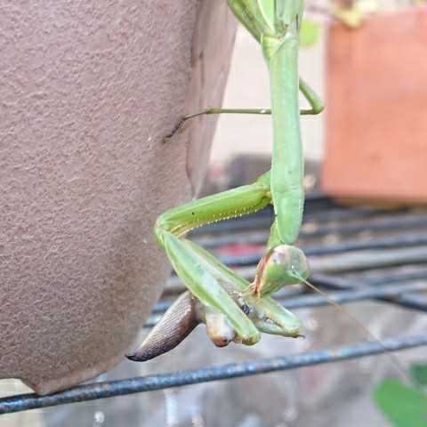 カマキリがナメクジも食べるとは 食いしん坊案内 楽天ブログ カマキリがナメクジも食べるとは 食いしん坊案内 楽天ブログ