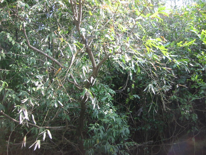 biawak2.jpg