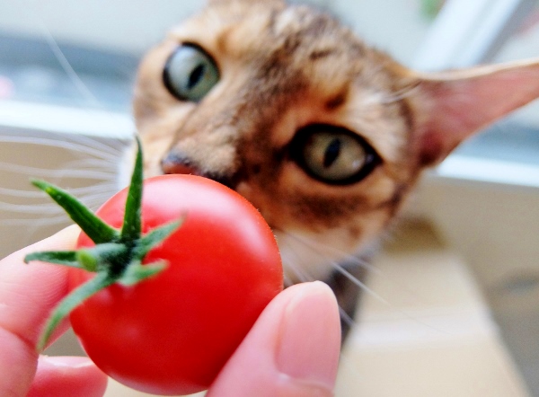 　英会話　ＤＭＥ　トマト　ベランダ菜園