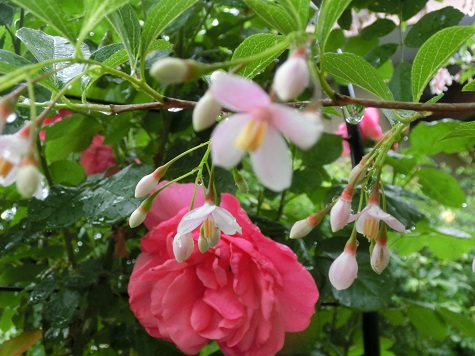 エゴの花と薔薇