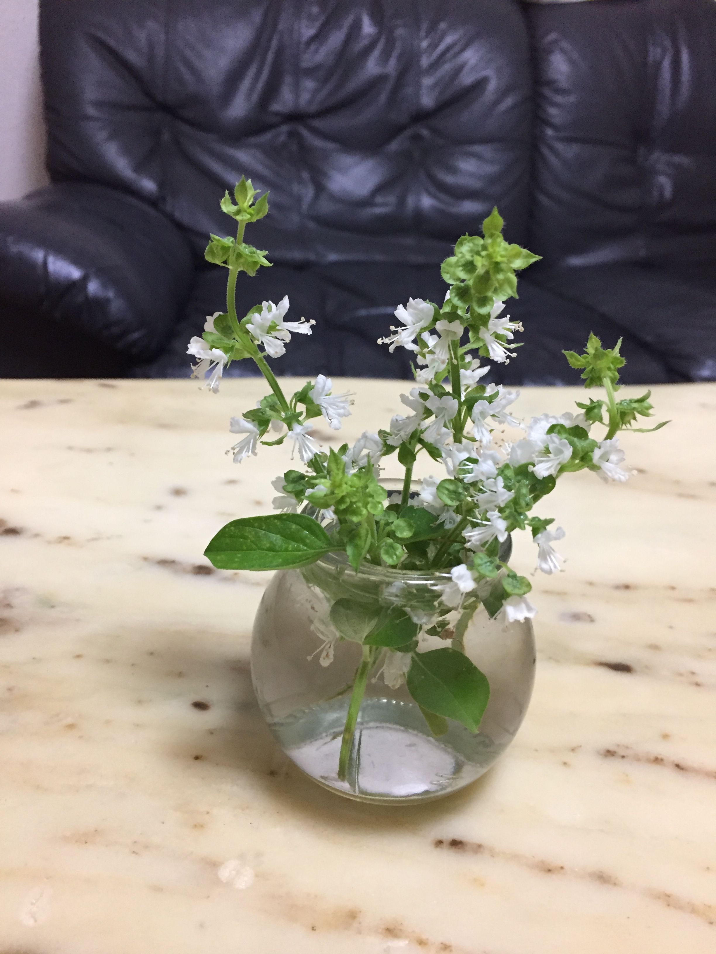 バジルに咲いた花を剪定 長年の営業経験と人生経験を積んだカサブランカhiroのブログ 楽天ブログ