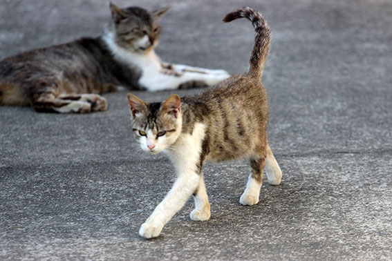 我が家のニャンコ♪2014/05/13-3