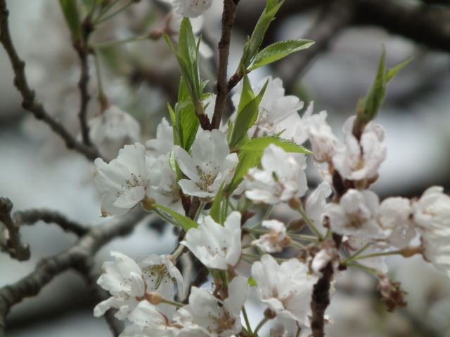 DSCF3732.JPG
