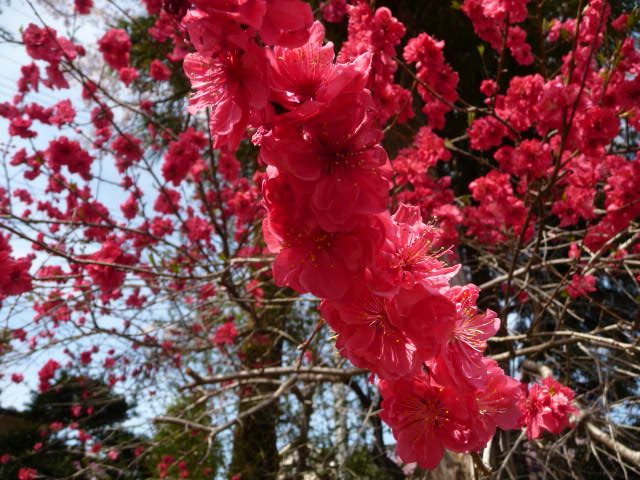 982 花モモ
