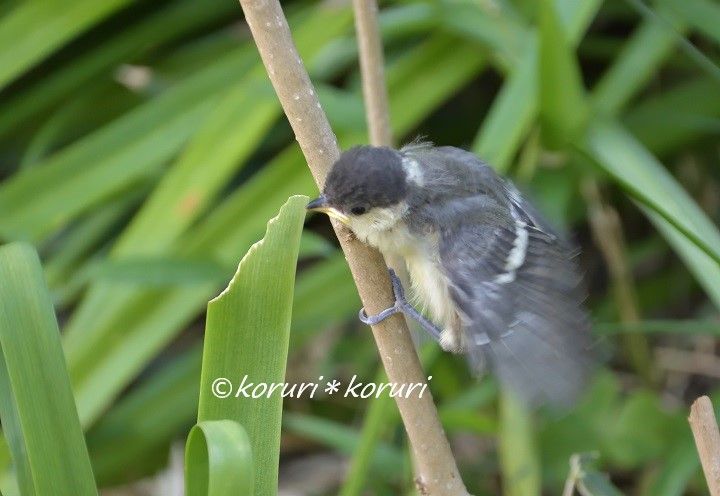 ドキュメント シジュウカラの雛 末娘のハラハラの巣立ち 花と野鳥と 時々寄り道 楽天ブログ