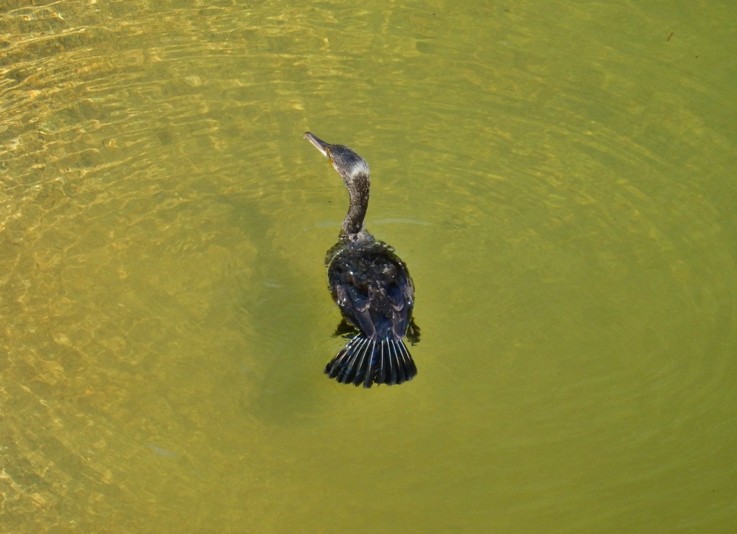 カワウ
