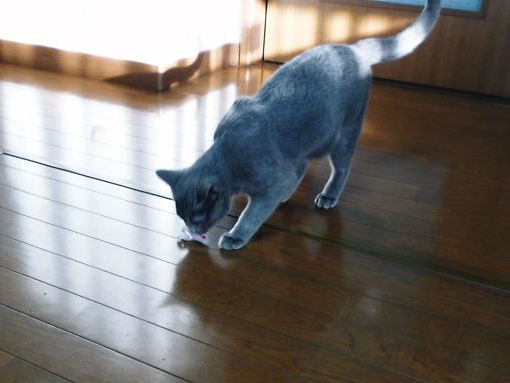 2012年12月27日_P1110151.jpg