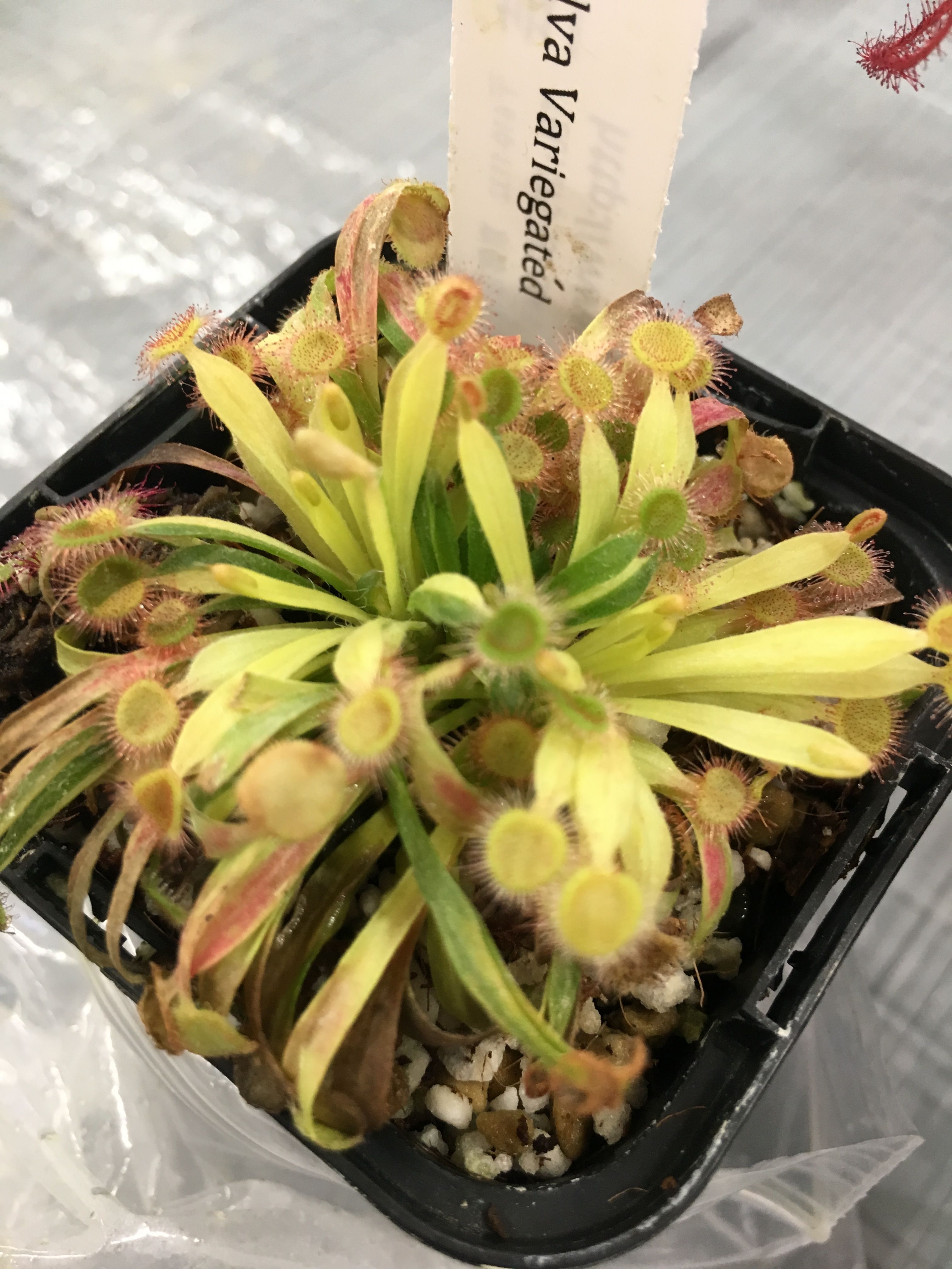 記事一覧 ネペン亭あら太の食虫植物と日々の徒然 楽天ブログ