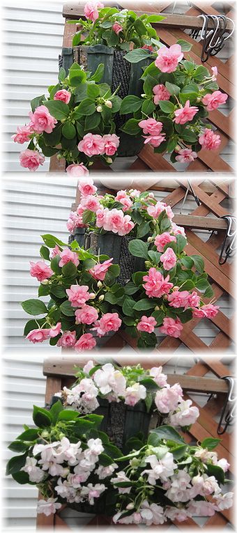 スリットバスケットに植えかえ