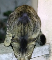 IMG_4611-19.jpg