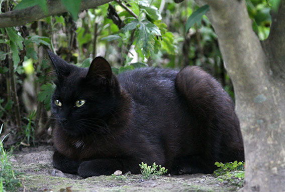 我が家のニャンコ♪2014/06/22-3