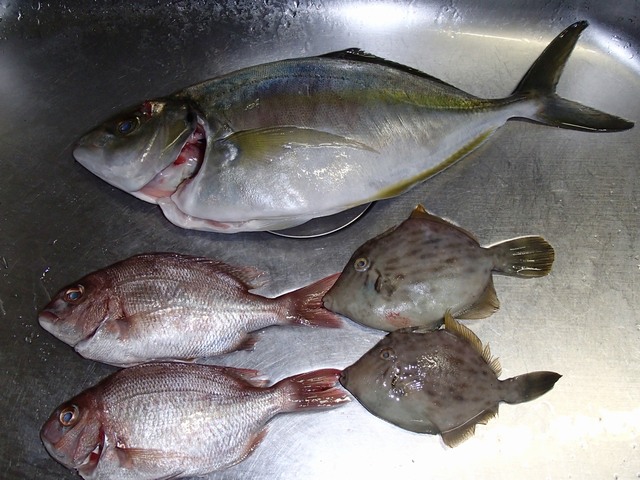 PB040116.JPG