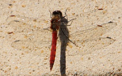 IMG_0884-20.jpg
