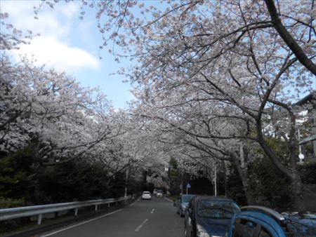 佐鳴湖の桜